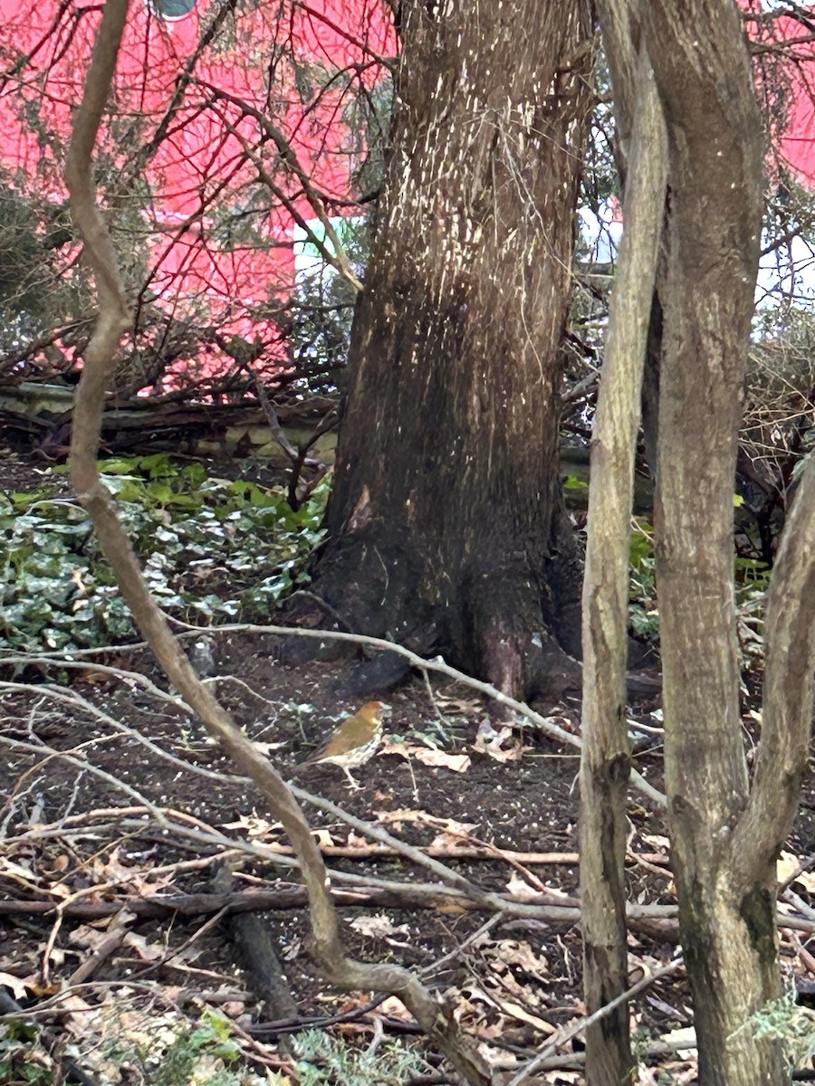 Wood Thrush - ML625246559