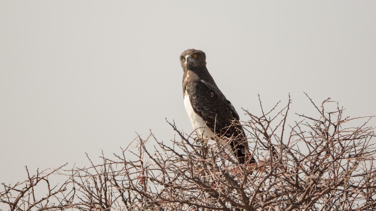 Black-chested Snake-Eagle - ML625246619