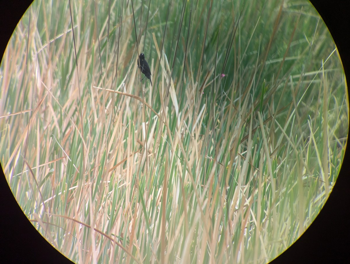 Yellow-winged Blackbird - ML625246625