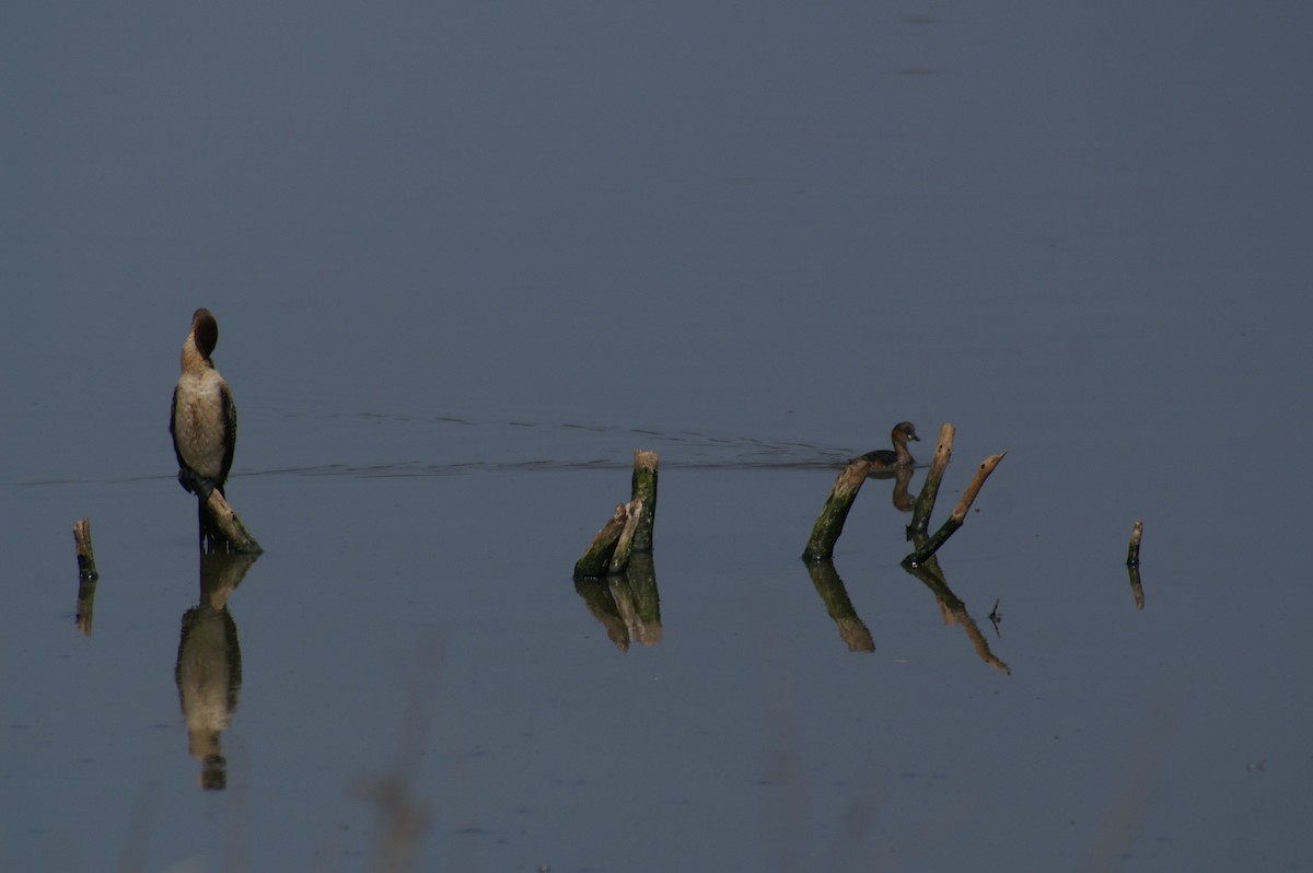 Reed Cormorant - ML625246688