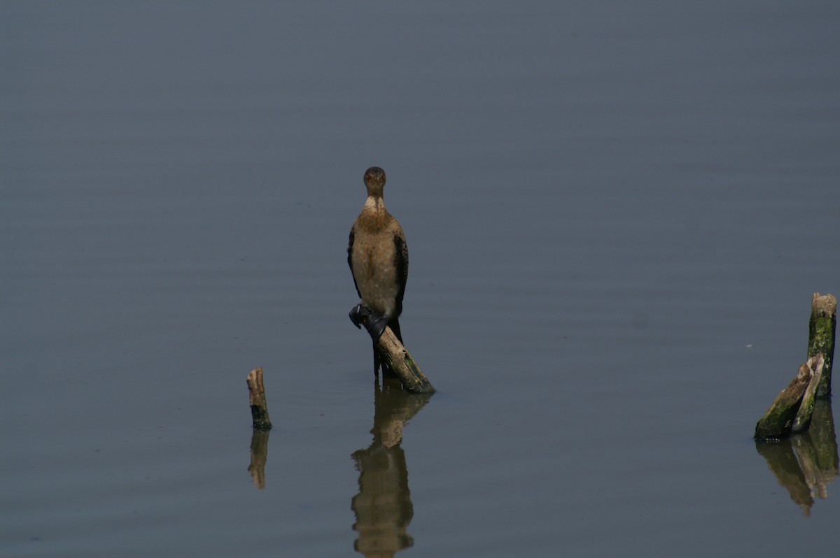 Reed Cormorant - ML625246689