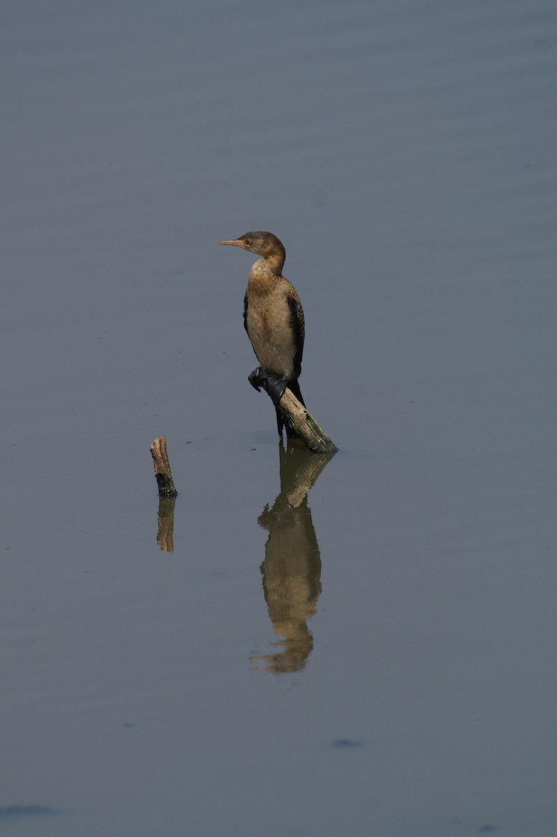 Reed Cormorant - ML625246690