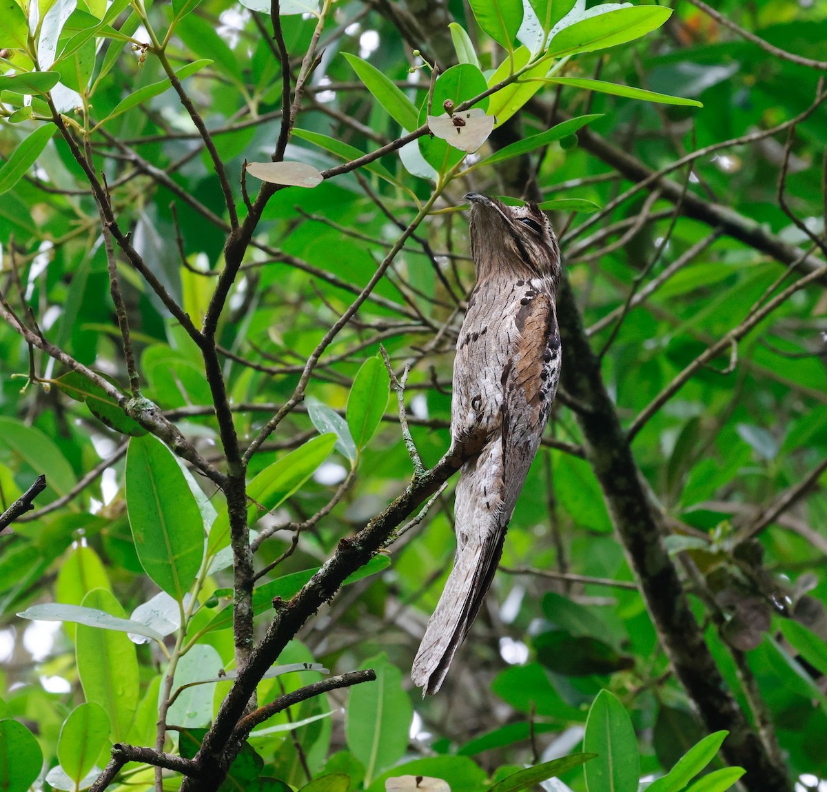 Common Potoo - ML625246725