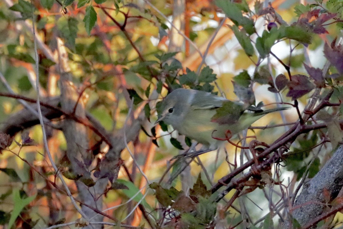 Orange-crowned Warbler - ML625246805