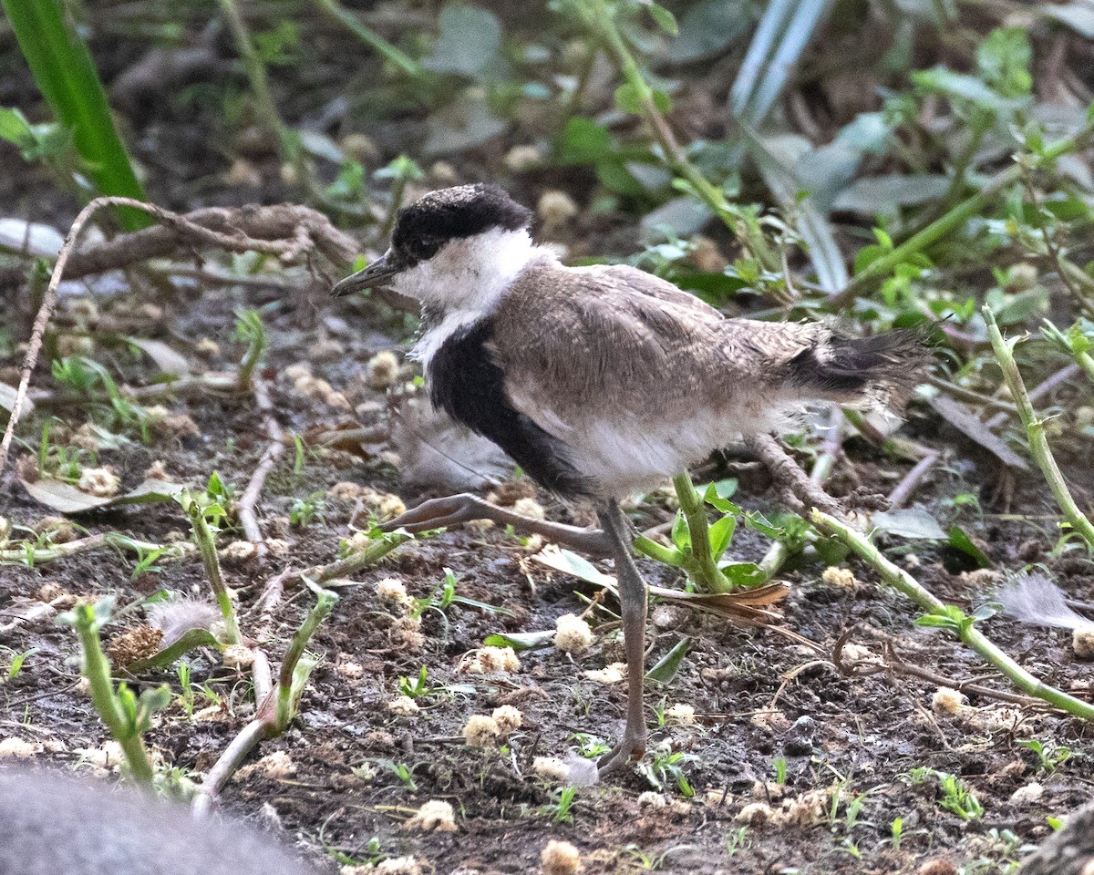 Spur-winged Lapwing - ML625246807