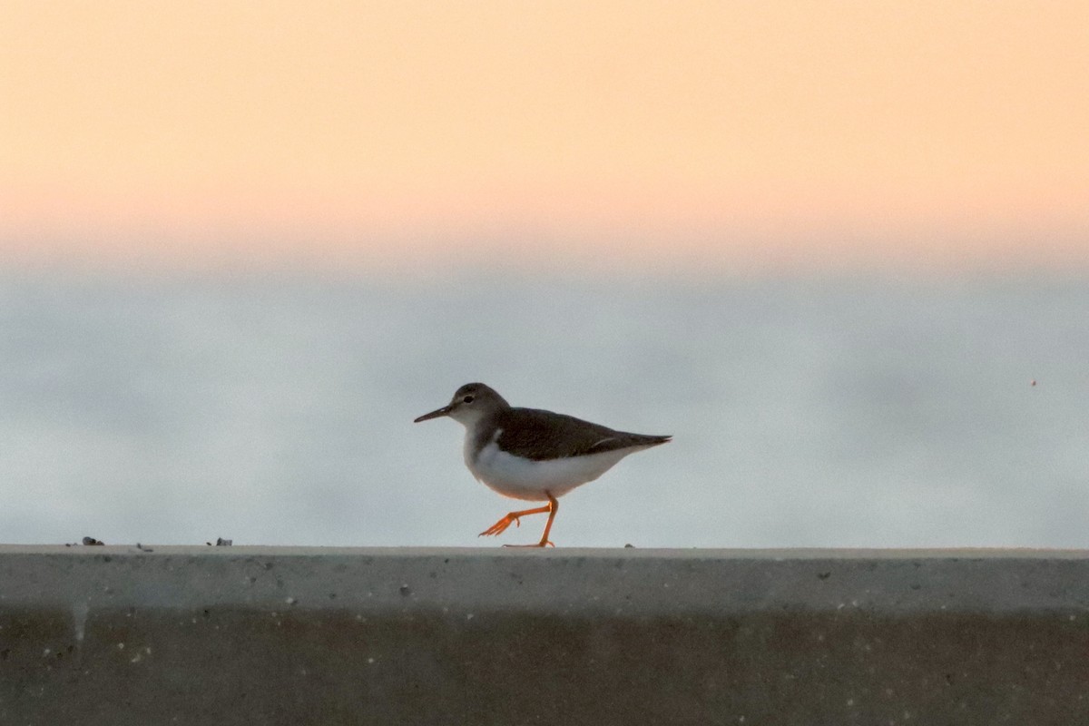 Spotted Sandpiper - ML625246815