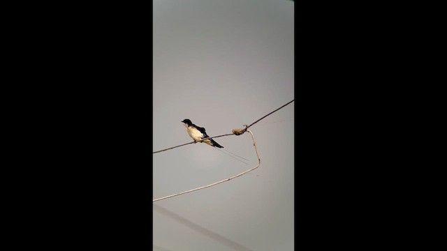 Wire-tailed Swallow - ML625246961