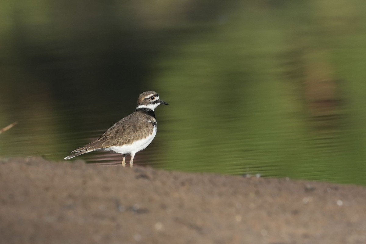 Killdeer - ML625246962
