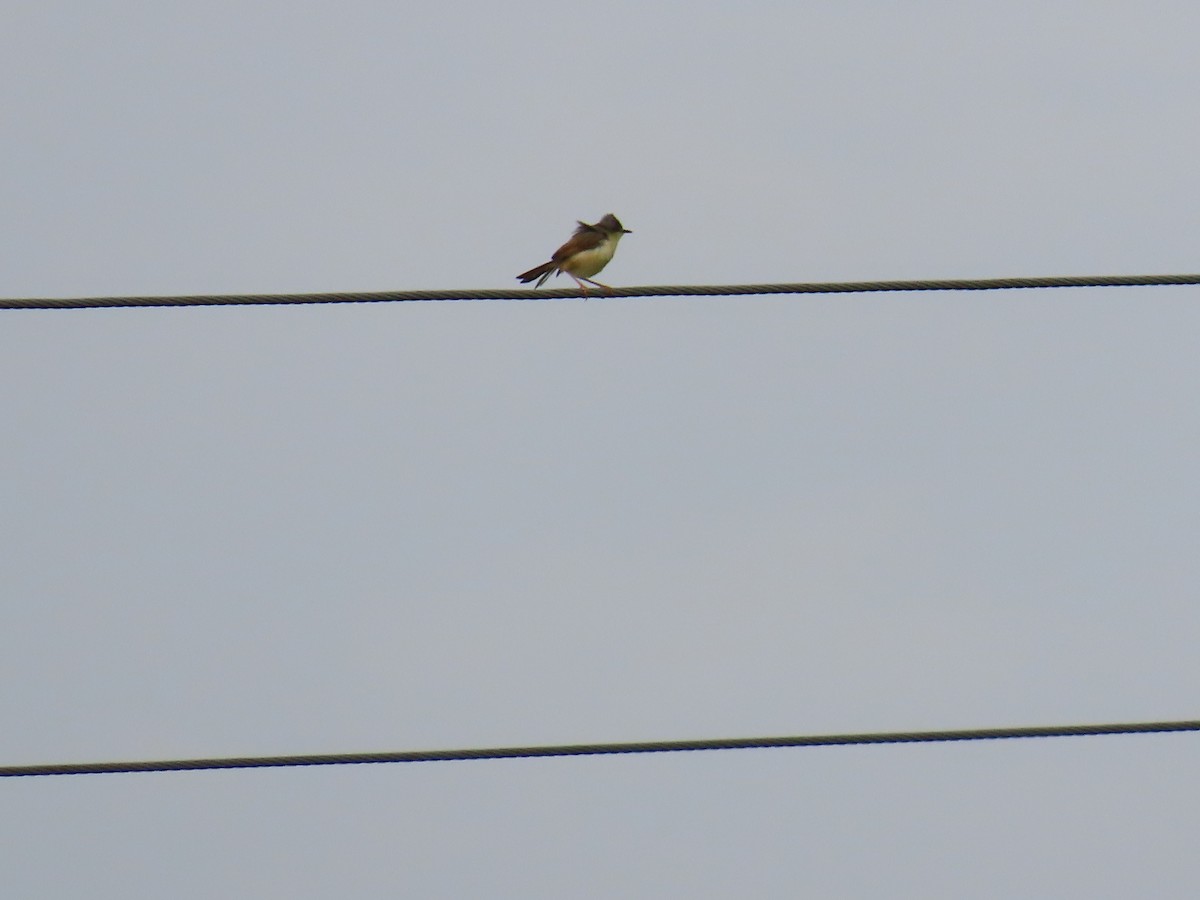 Gray-breasted Prinia - ML625246974