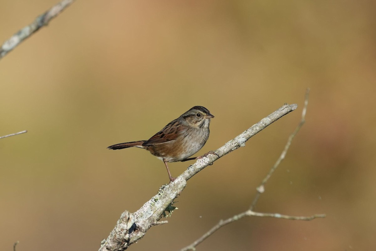 Swamp Sparrow - ML625246983