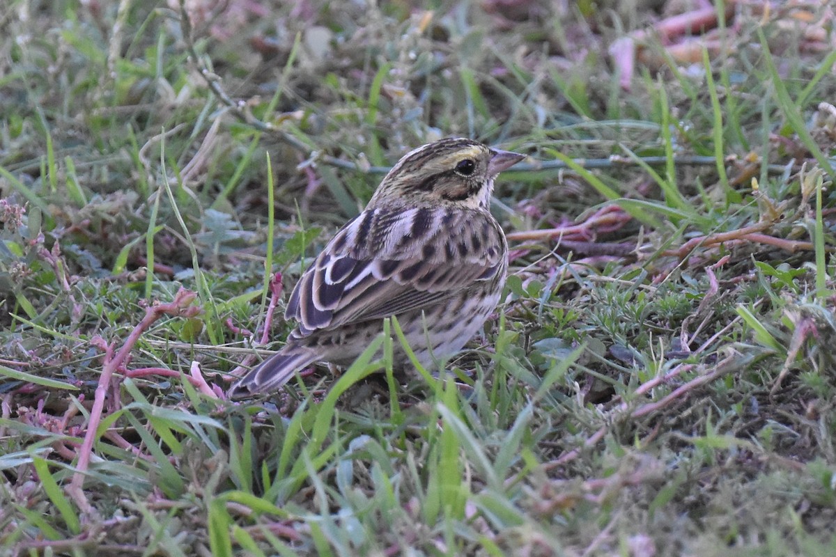 Savannah Sparrow (Savannah) - ML625247036