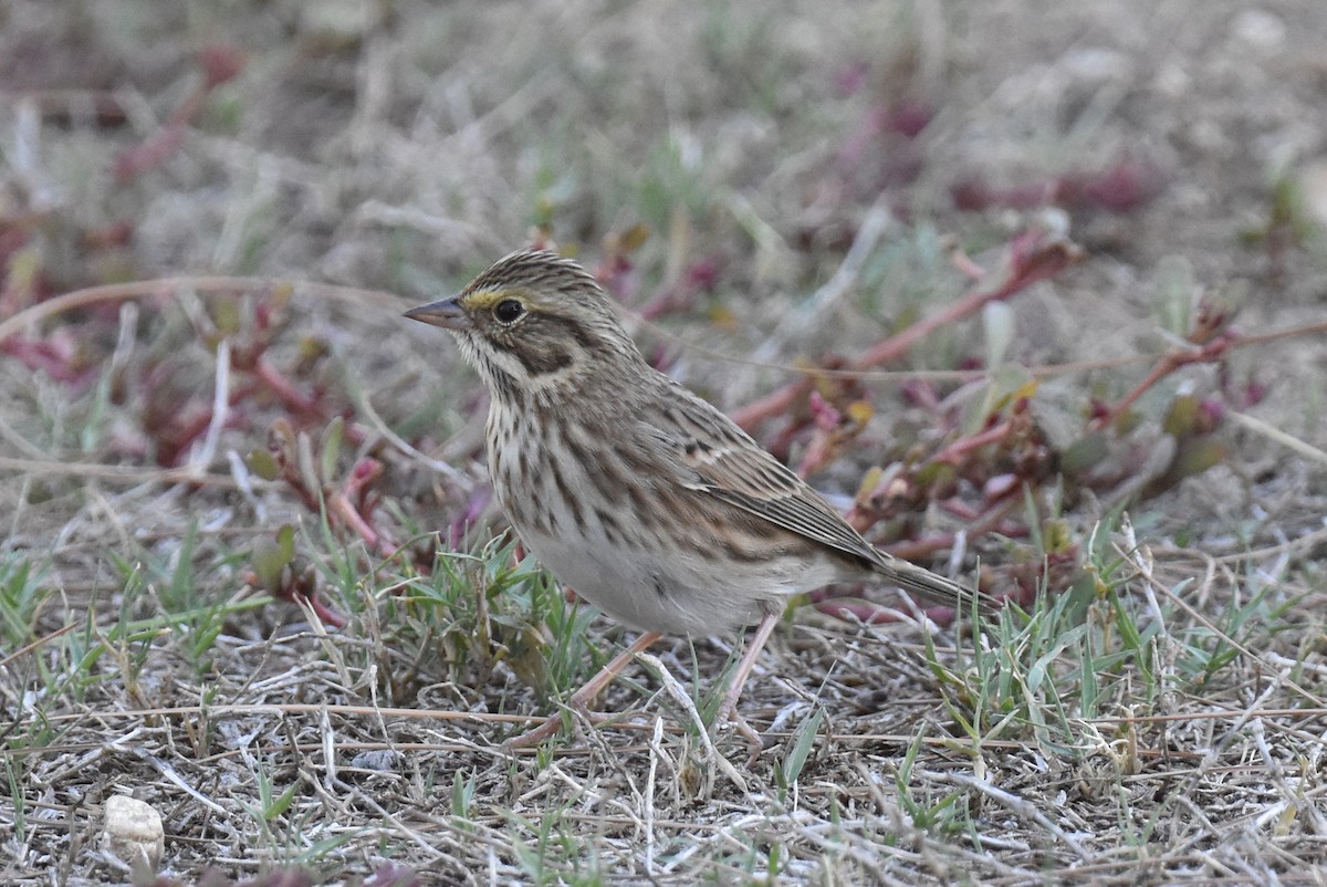 Savannah Sparrow (Savannah) - ML625247045