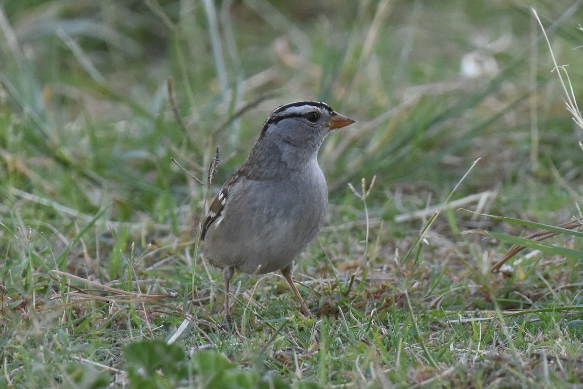 White-crowned Sparrow (Gambel's) - ML625247046