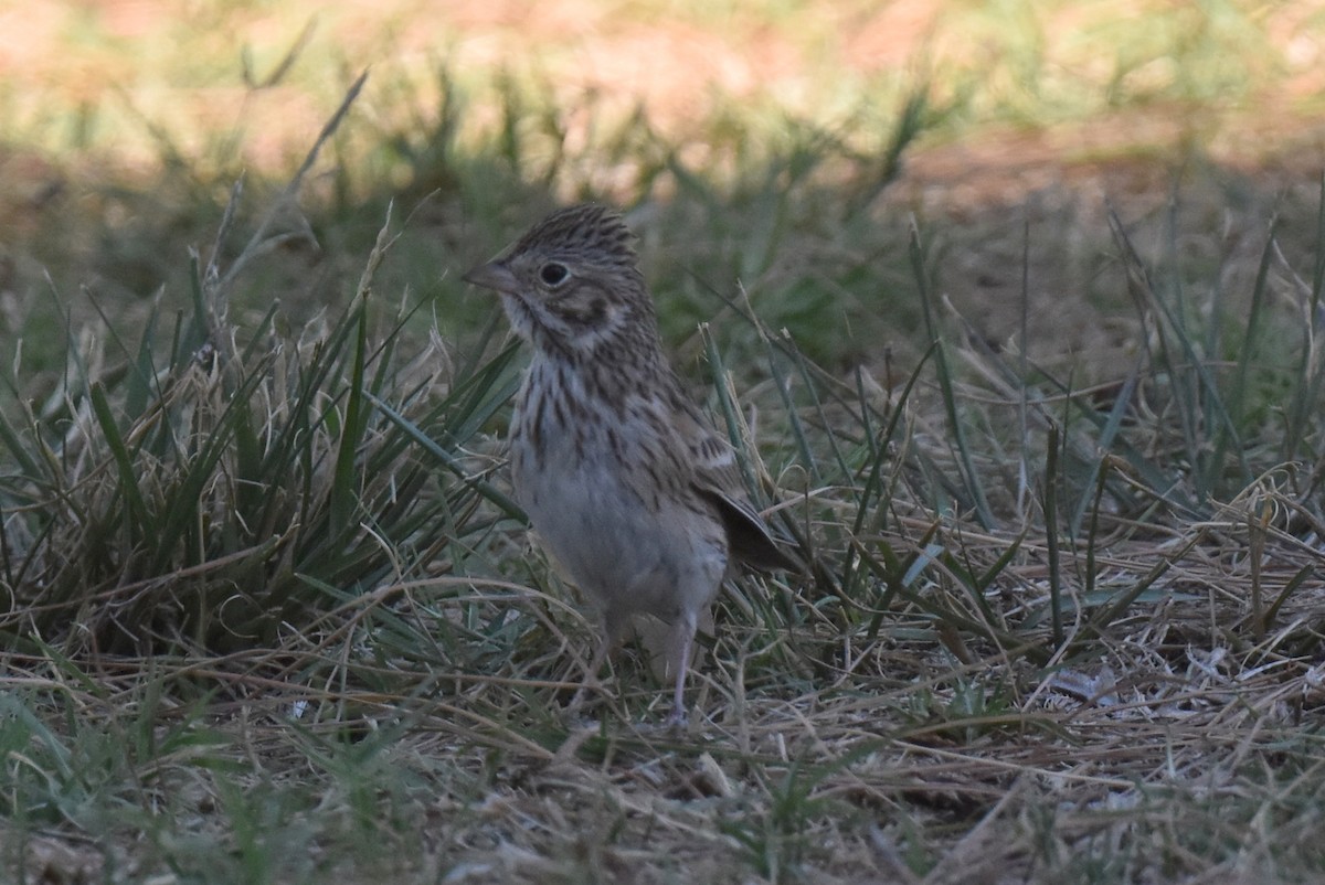 Vesper Sparrow - ML625247060