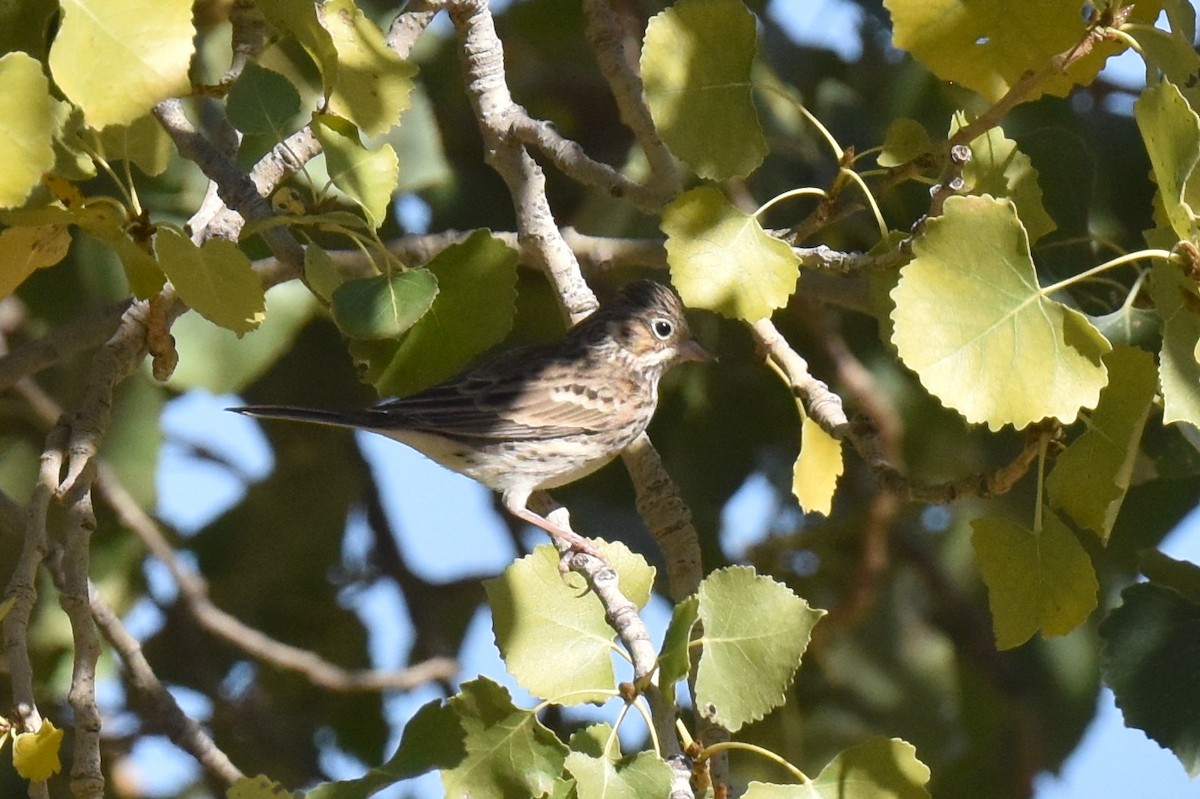 Vesper Sparrow - ML625247061