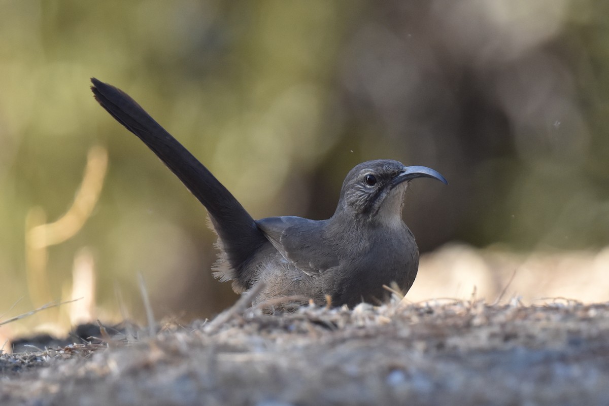 California Thrasher - ML625247068