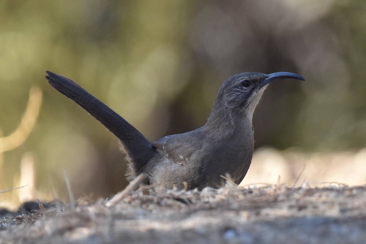 California Thrasher - ML625247069