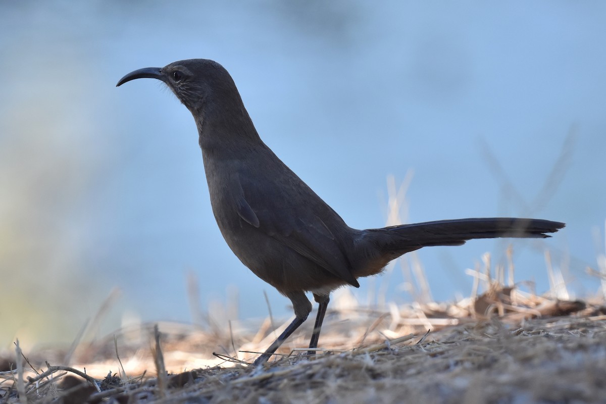 California Thrasher - ML625247070