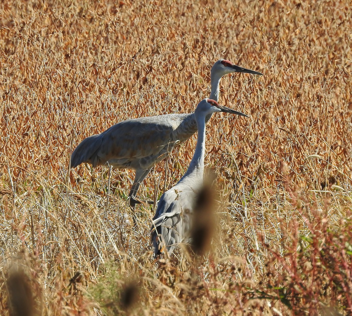 Sandhill Crane - Donna Johnston