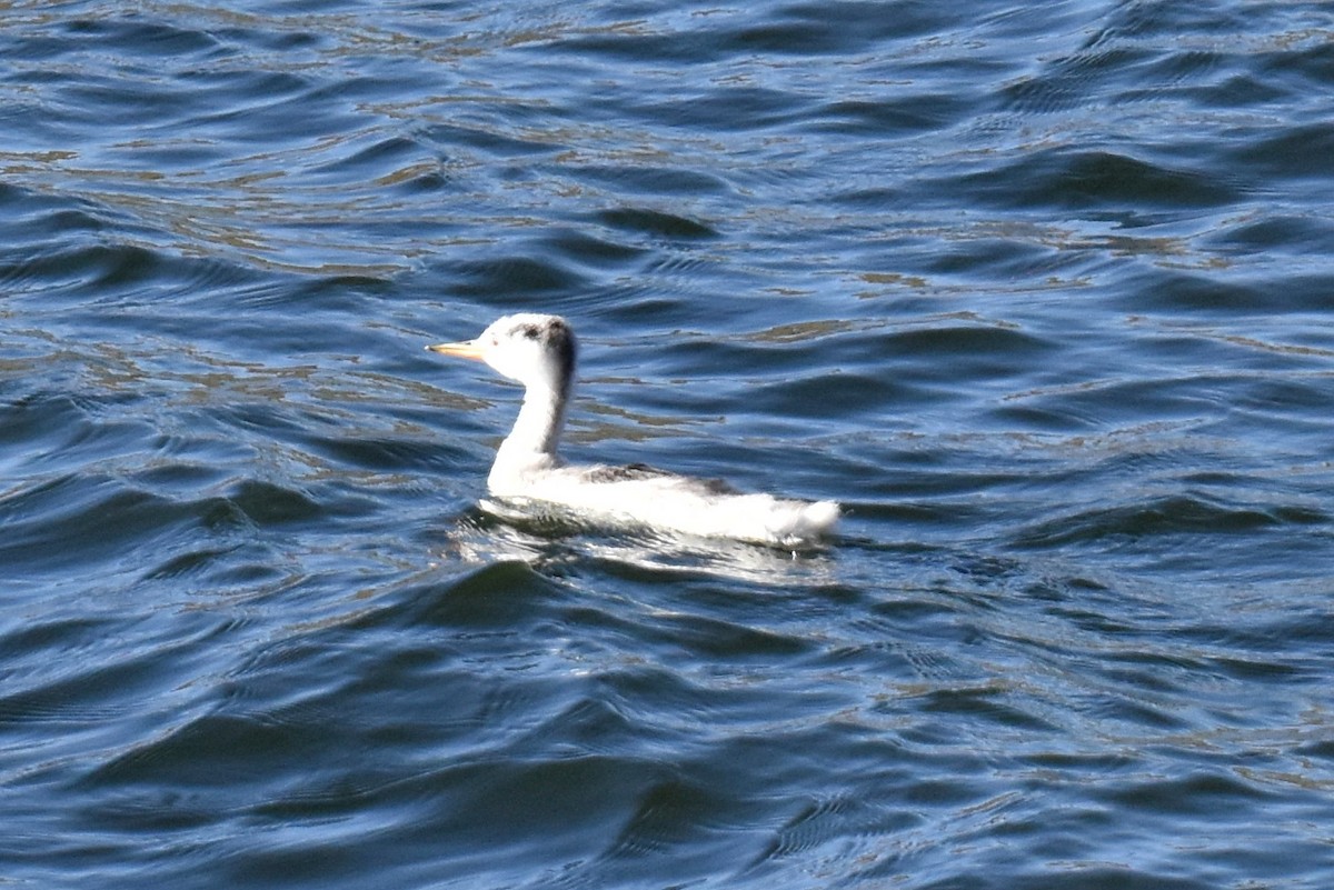 Clark's Grebe - ML625247081