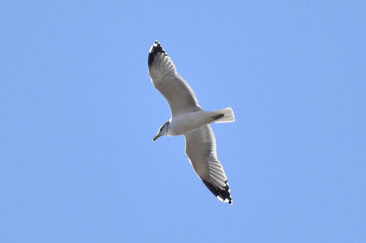 California Gull - Naresh Satyan