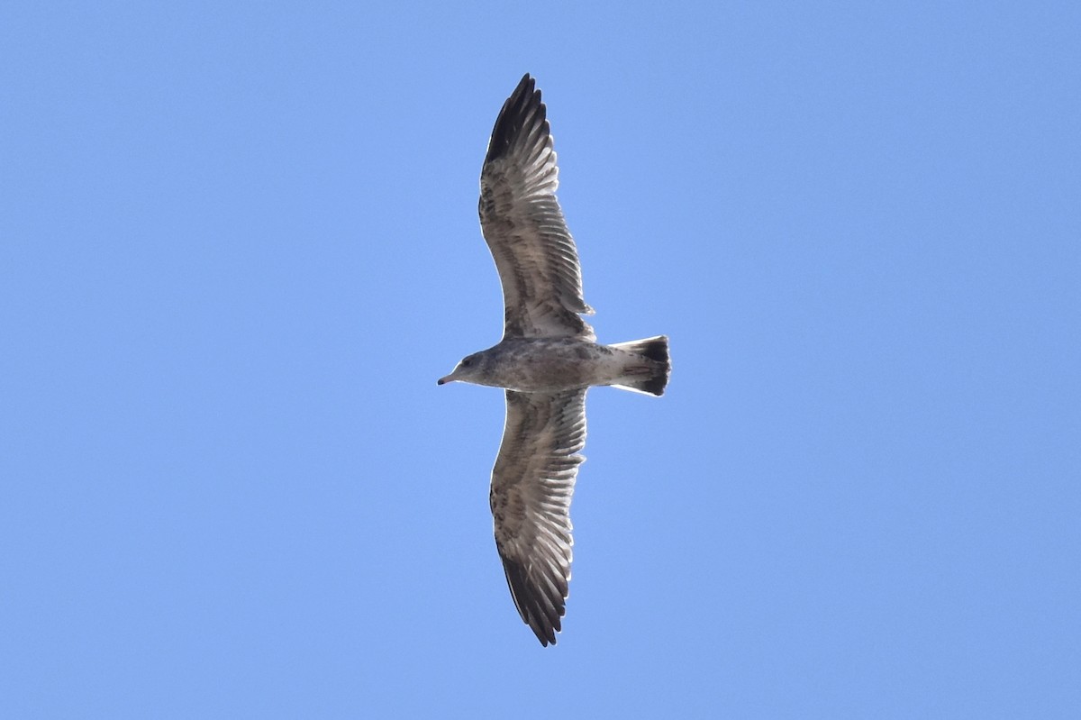 California Gull - Naresh Satyan