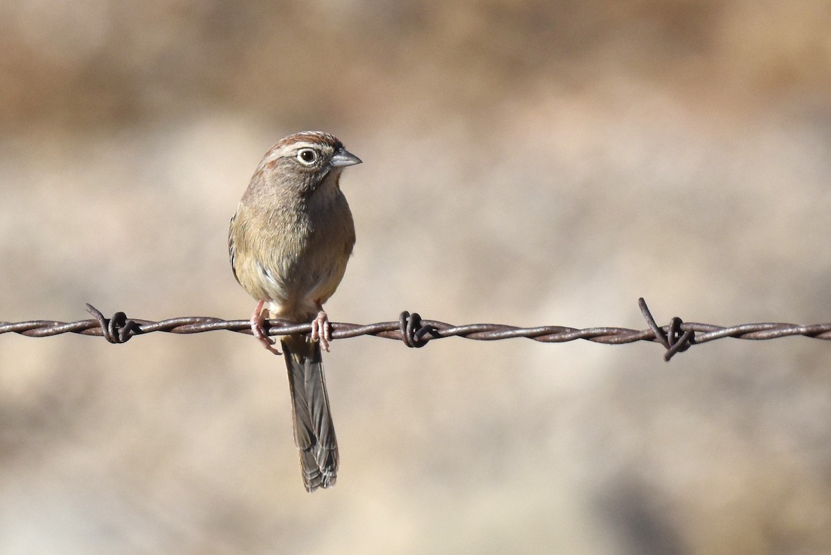 Rufous-crowned Sparrow - Naresh Satyan