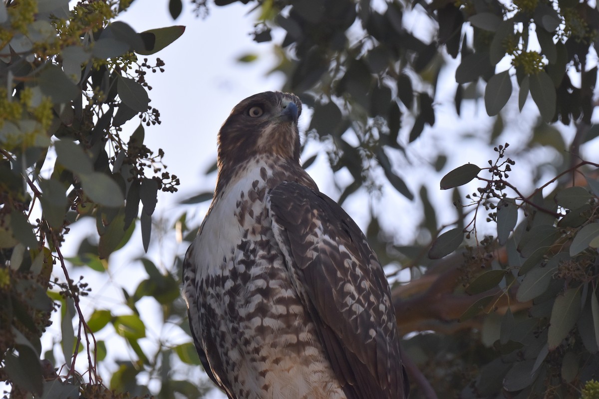 Red-tailed Hawk - Naresh Satyan