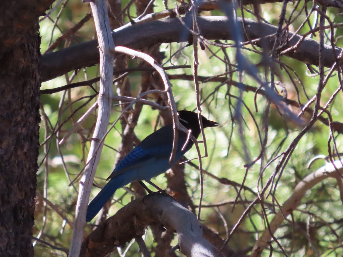 Steller's Jay - ML625247136