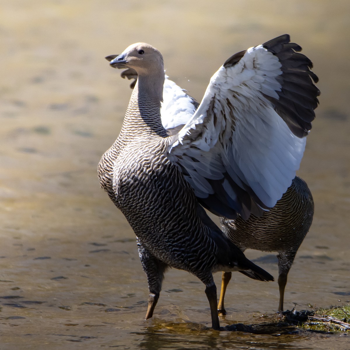 Upland Goose - ML625247237