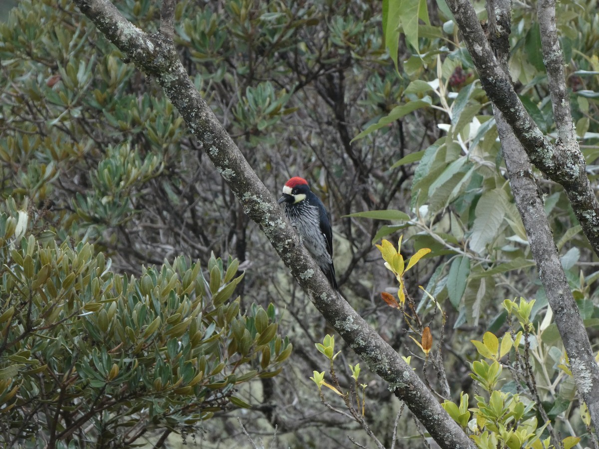 Acorn Woodpecker - ML625247253