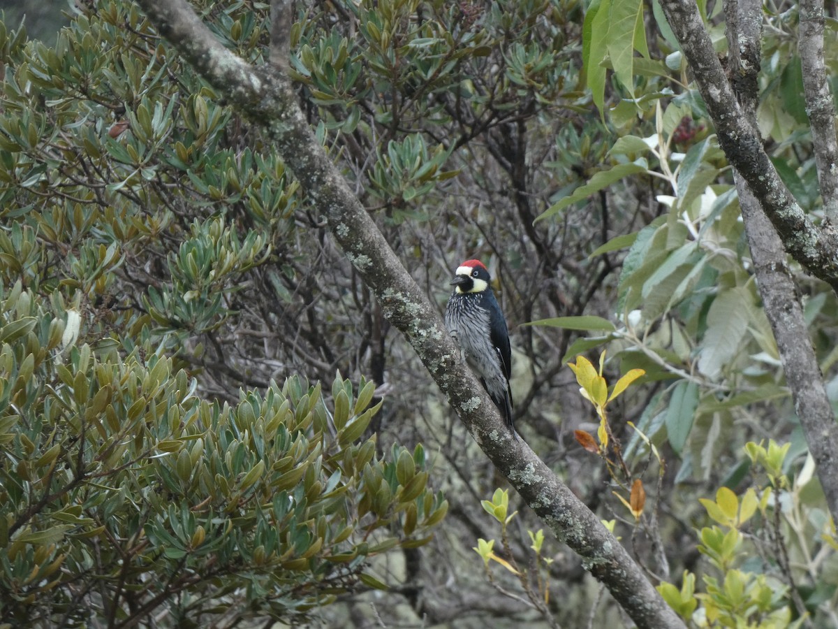 Acorn Woodpecker - ML625247254