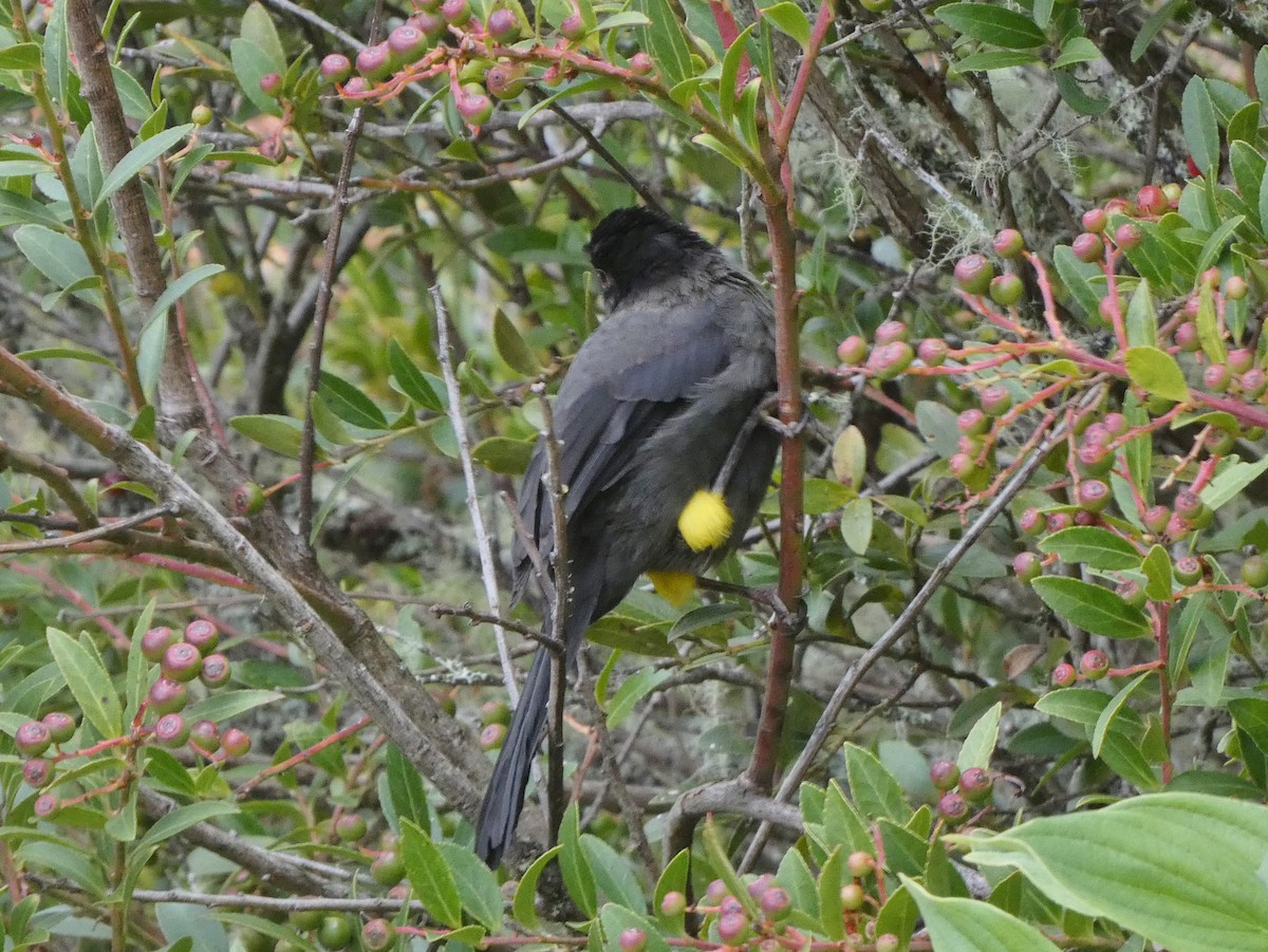 Yellow-thighed Brushfinch - ML625247282