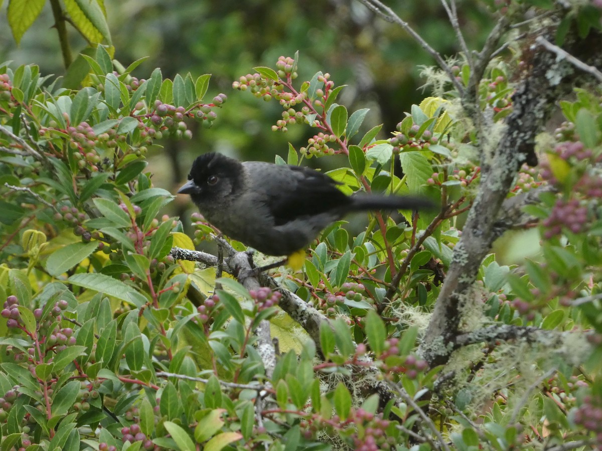 Yellow-thighed Brushfinch - ML625247287