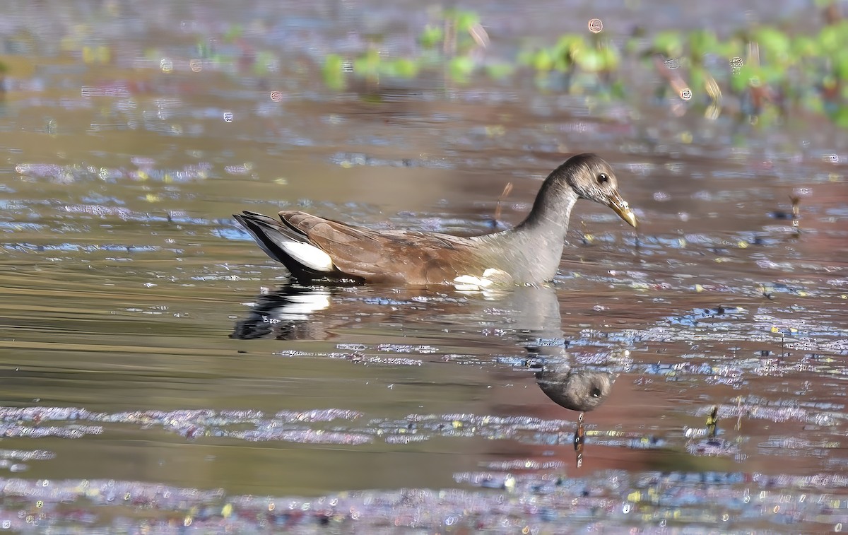 Common Gallinule - ML625247321