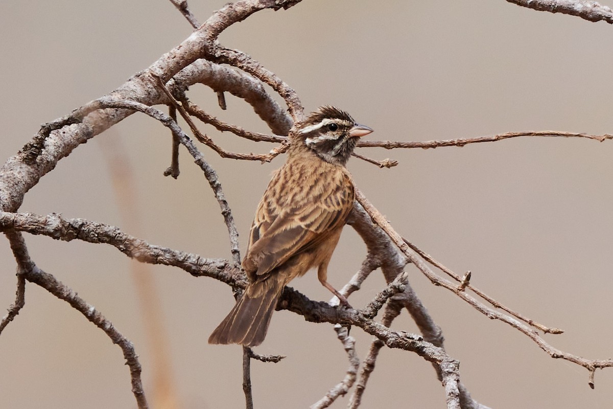 Gosling's Bunting - ML625247371