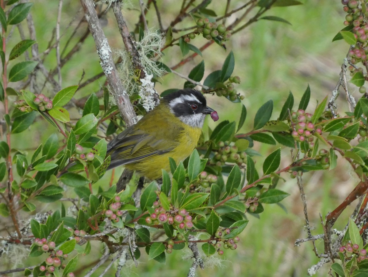 Sooty-capped Chlorospingus - ML625247600