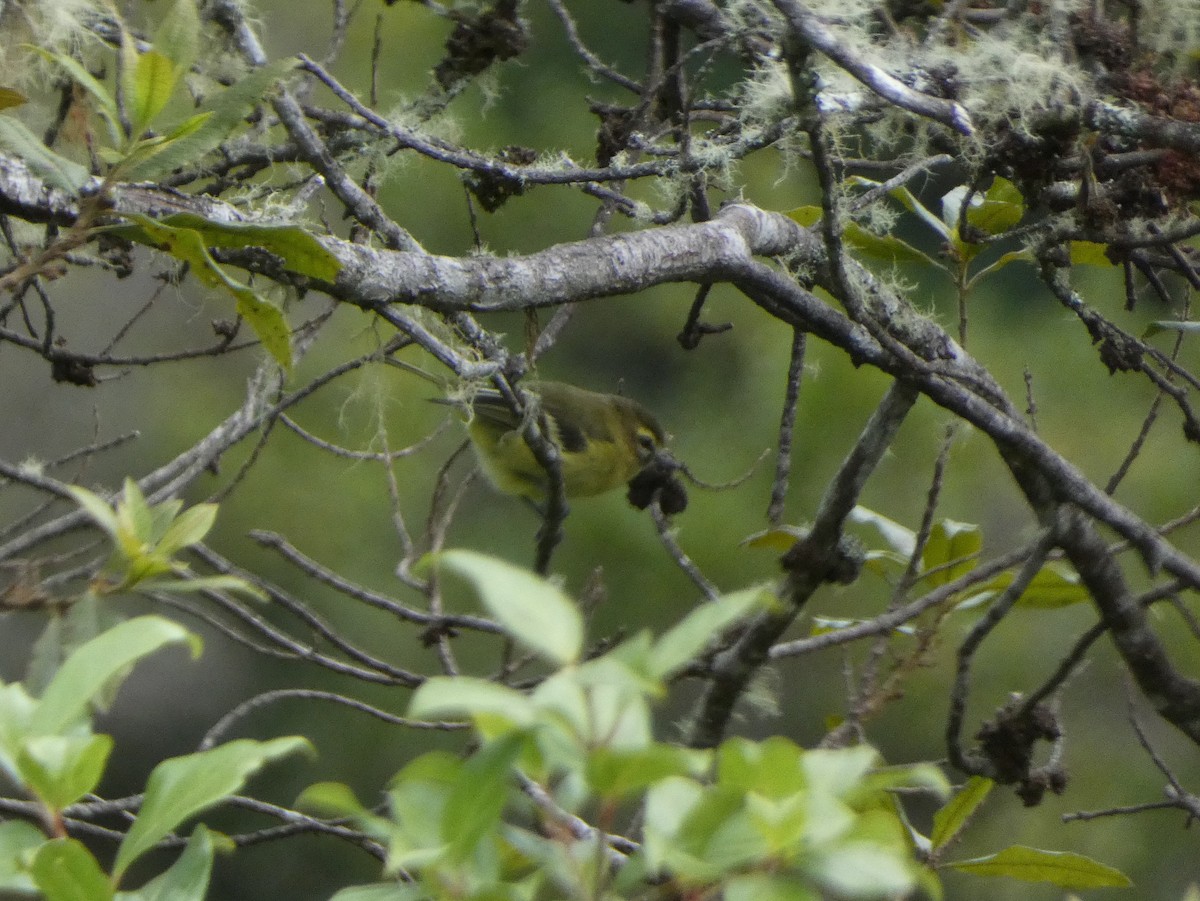 Yellow-winged Vireo - ML625247612