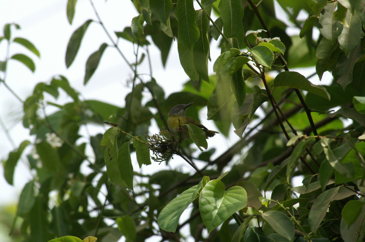 Apalis Pechigualdo - ML625247620