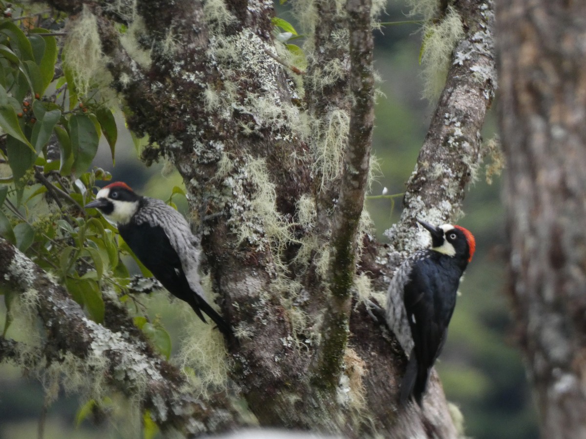 Acorn Woodpecker - ML625247624