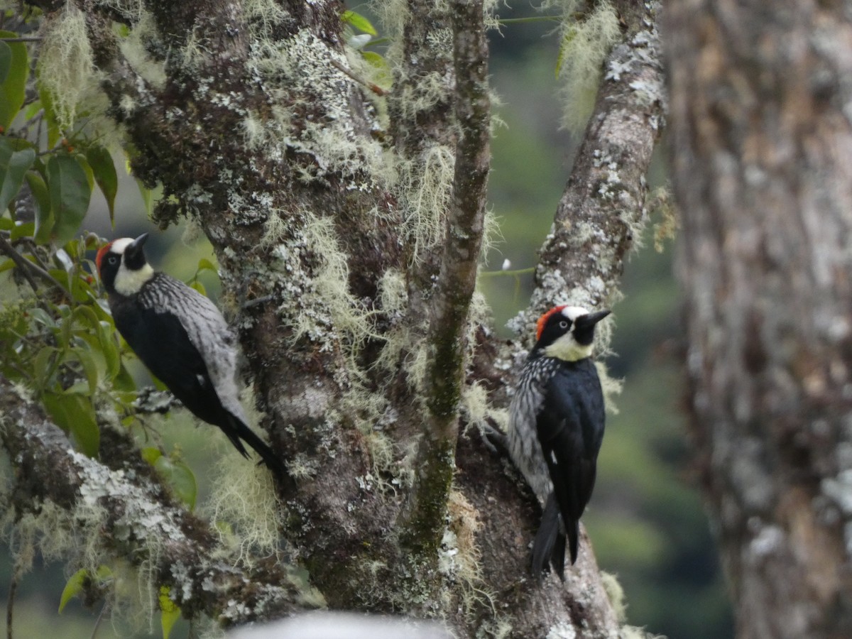 Acorn Woodpecker - ML625247625