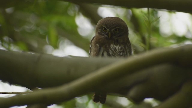 Austral Pygmy-Owl - ML625247626