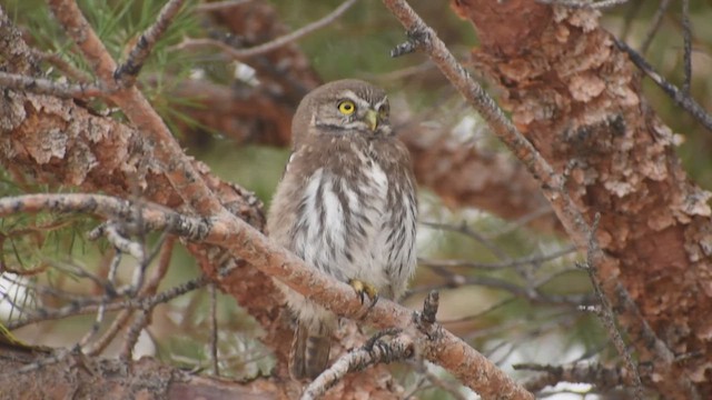 Austral Pygmy-Owl - ML625247628