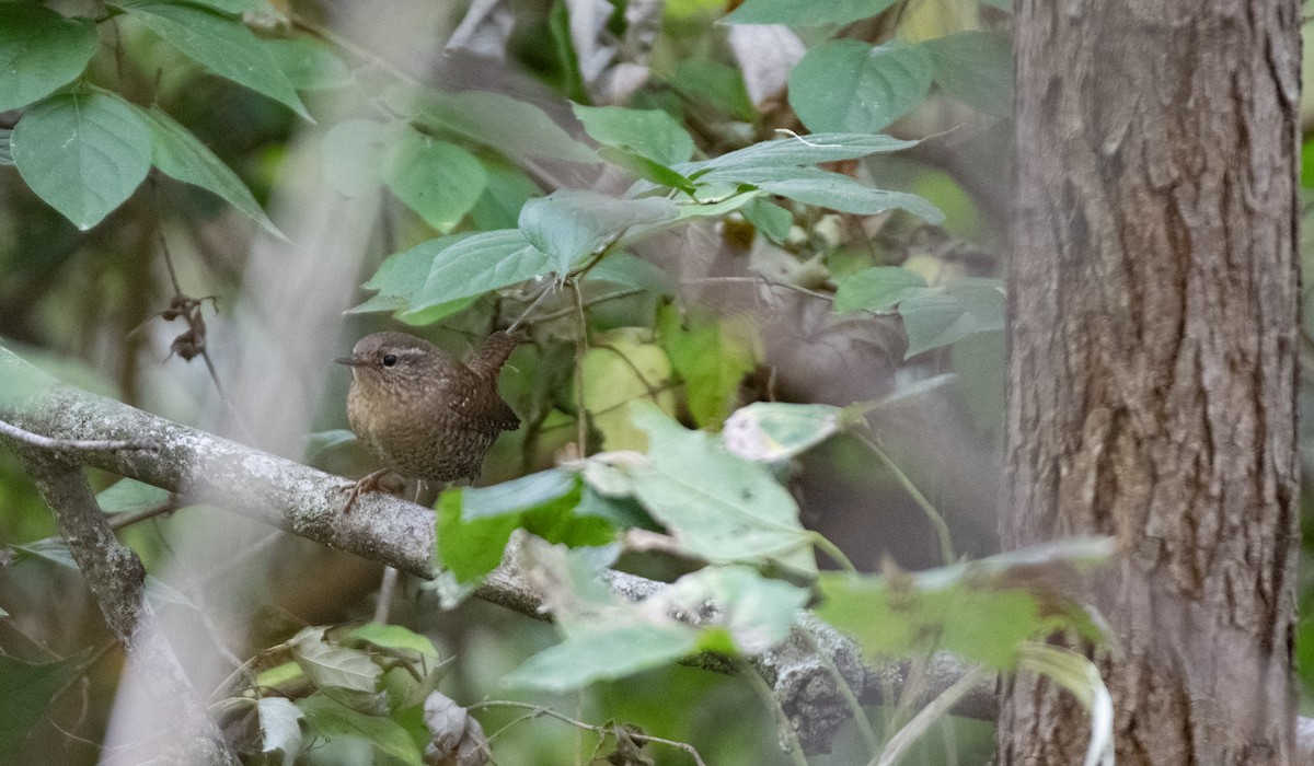 Winter Wren - ML625247697