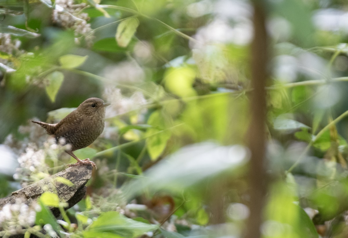 Winter Wren - ML625247699