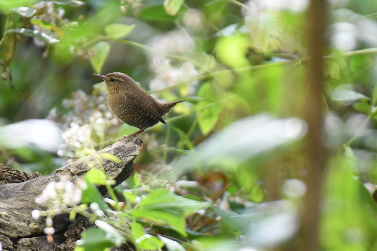 Winter Wren - ML625247700