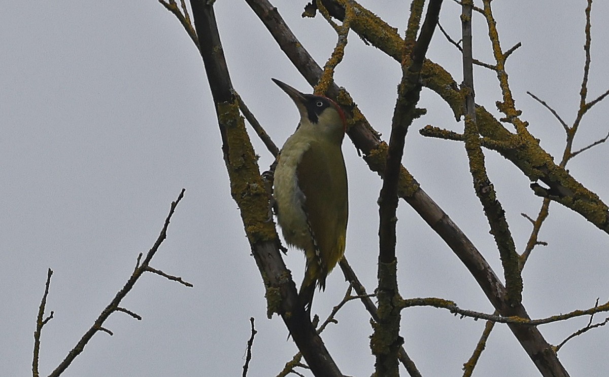 Eurasian Green Woodpecker (Eurasian) - ML625247709