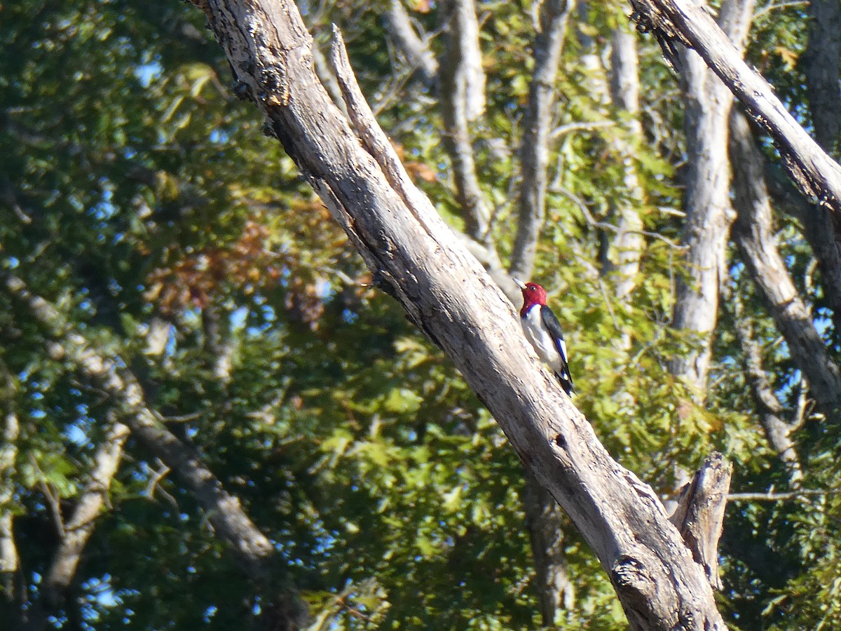 Red-headed Woodpecker - ML625247714