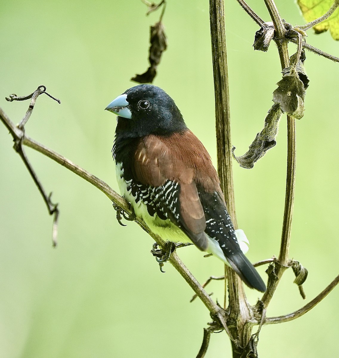 Black-and-white Mannikin (Red-backed) - ML625247726