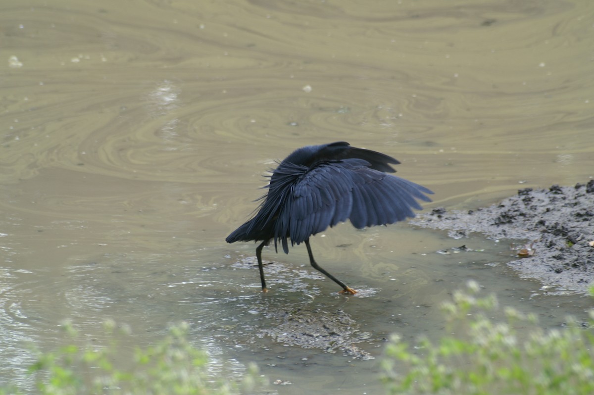 Black Heron - Mike Pennington